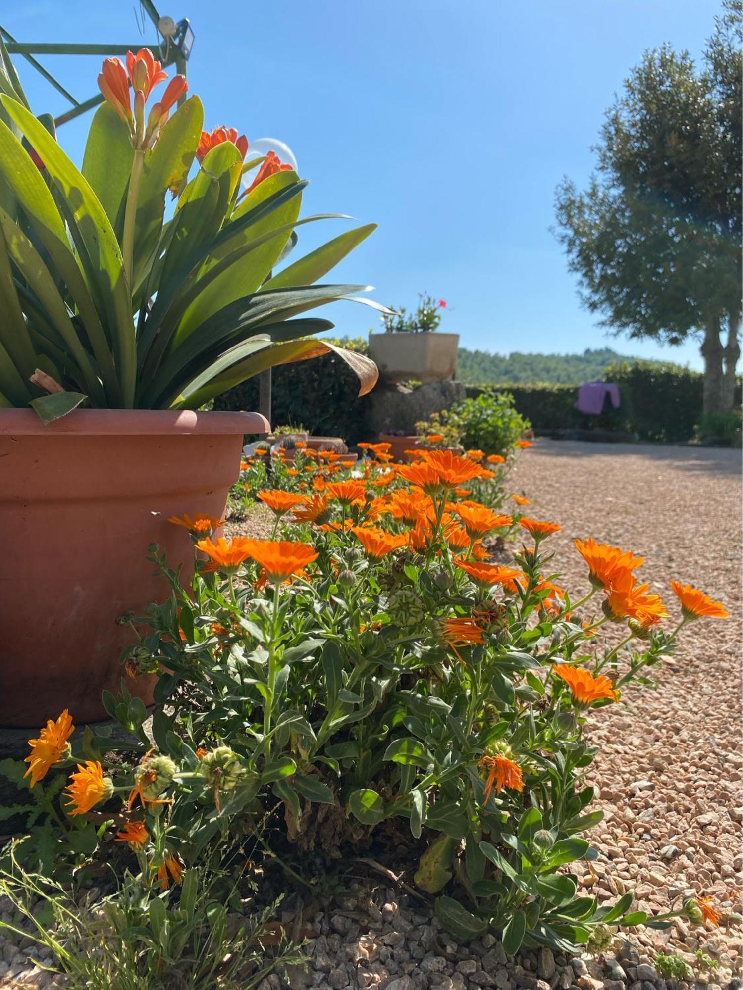 Casa Vacanze Podere San Giusto ヴォルテッラ エクステリア 写真
