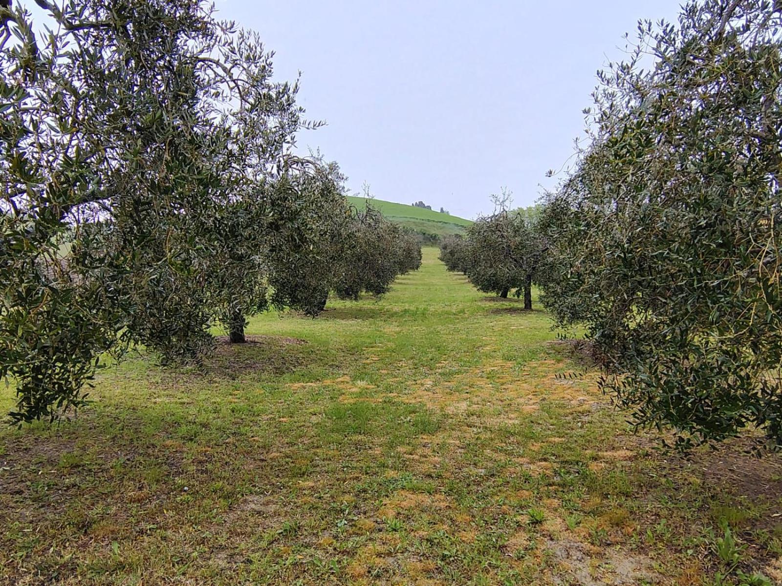 Casa Vacanze Podere San Giusto ヴォルテッラ エクステリア 写真
